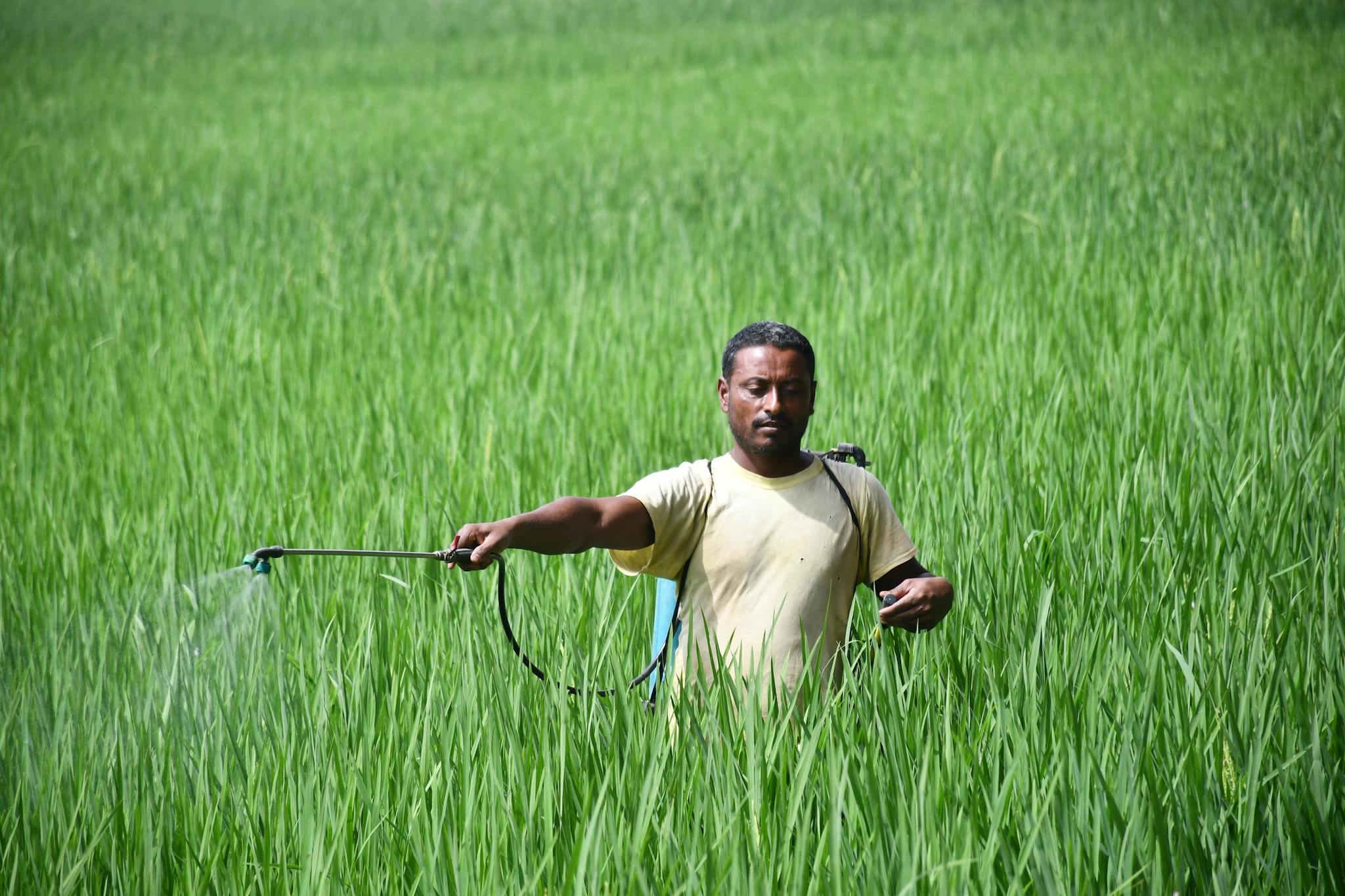 A farmer in Rangpur, Bangladesh sprays pesticide on lush green rice field.