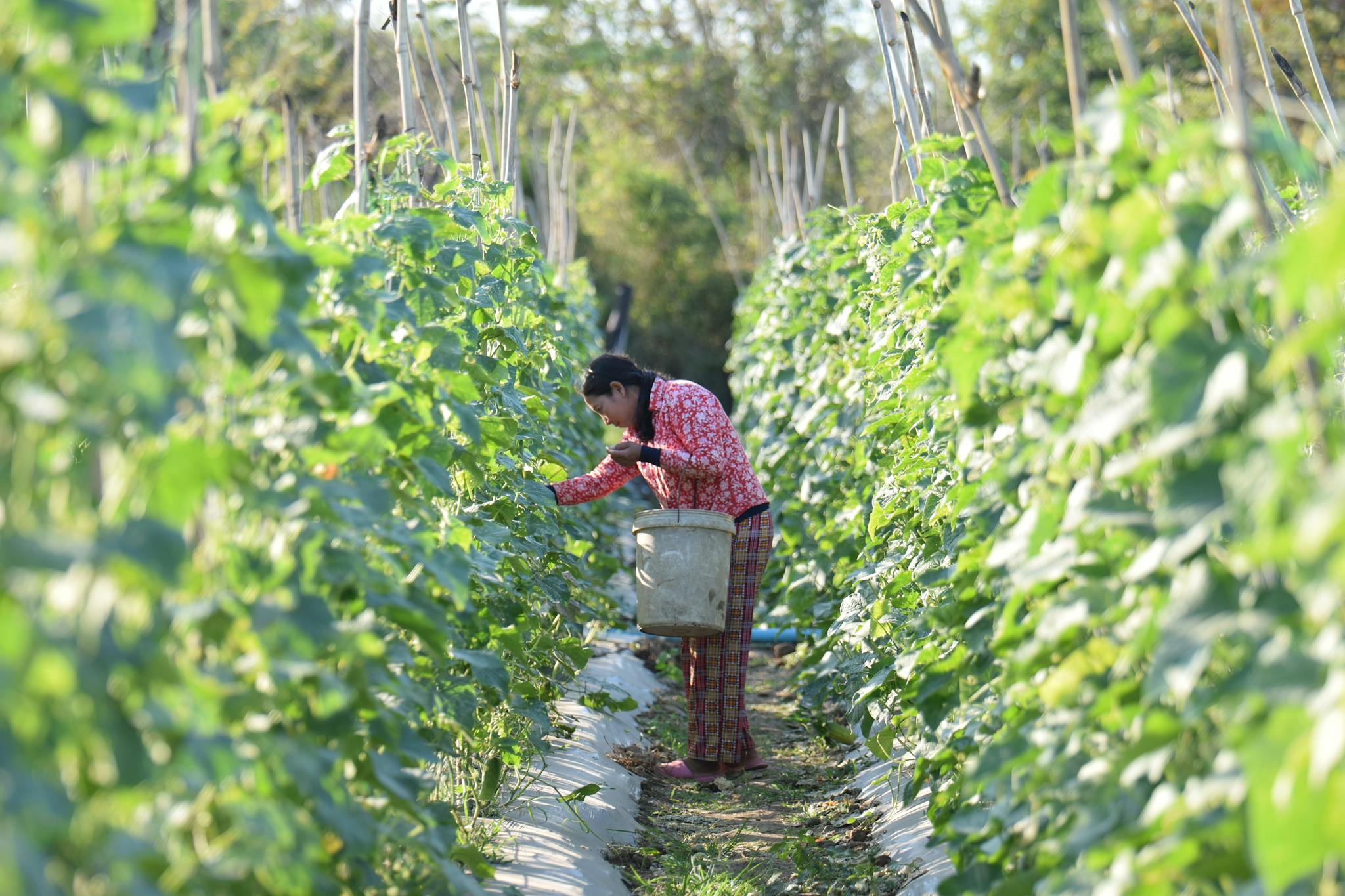 Woman harvesting crops in a lush Cambodian farm during the day.