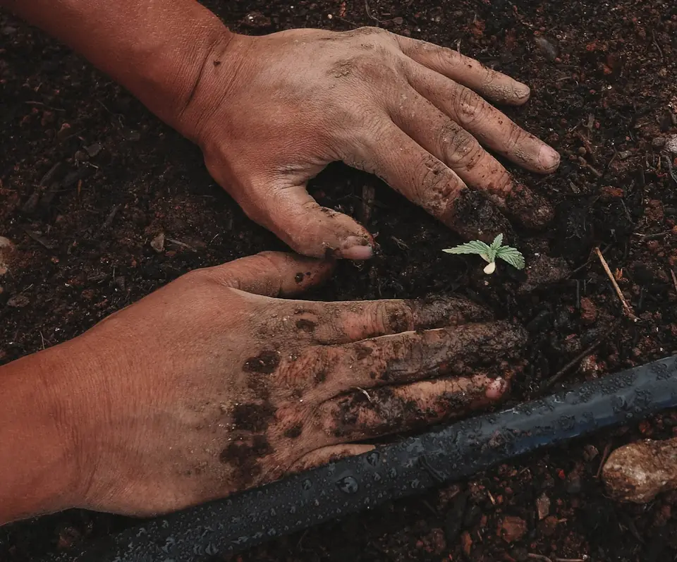 Caficultor revisando su cultivo